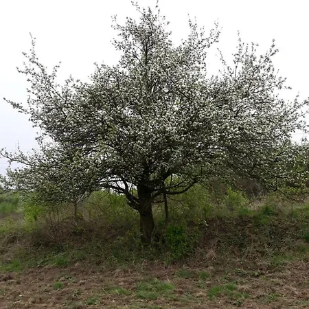Agroturystyka Na Lipce Jagna I Stanislaw Warchal * Biesiadki